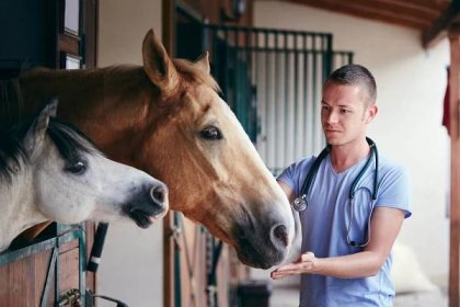 veterinární lékař během lékařské péče o koně ve stájích - kůň - stock snímky, obrázky a fotky