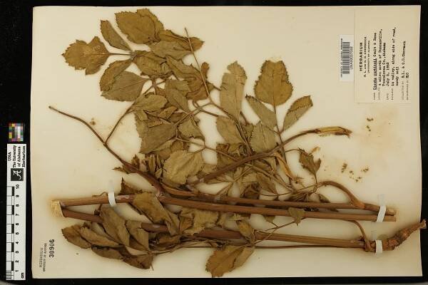 Cicuta maculata - Species Page - APA: Alabama Plant Atlas 