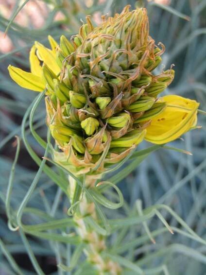 Zlatý Kořen, Asphodeline Lutea, Květ