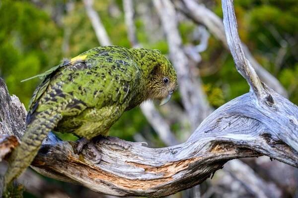 34 Facts About Kakapo