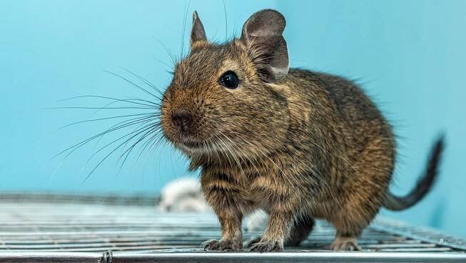 Osmák degu vás zabaví lépe než křeček, potřebuje k sobě ale kamaráda | MŮJCHLUPÁČ.cz