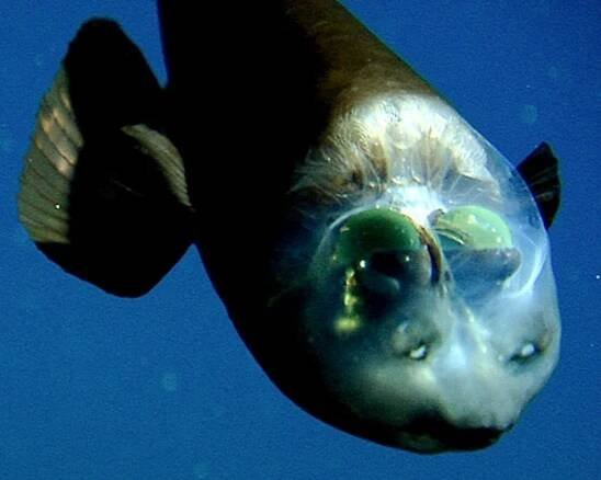 First Photos: Weird Fish With Transparent Head | National Geographic