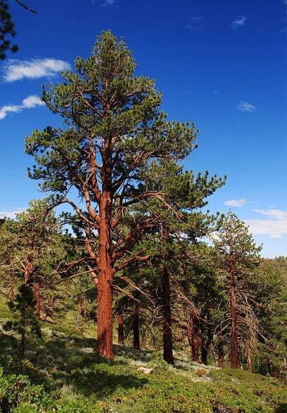 Ponderosa pine