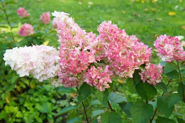 hortenzie paniculata vanille fraise bílé a červené květy - pink hydrangea - stock snímky, obrázky a fotky