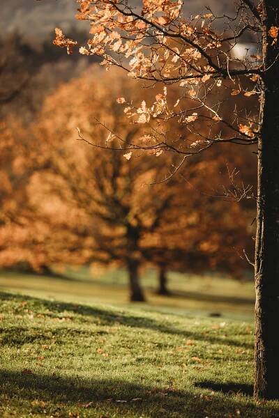 Autumn trees with golden leaves backlit by warm sunlight in a peaceful park setting.