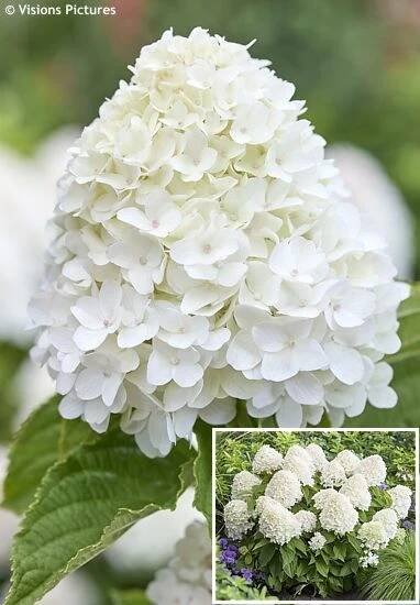 Hydrangea paniculata ‚LC NO11‘ LIVING SUGAR RUSH