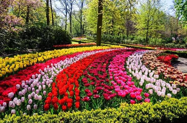 Květinový park Keukenhof - Obrázek 6
