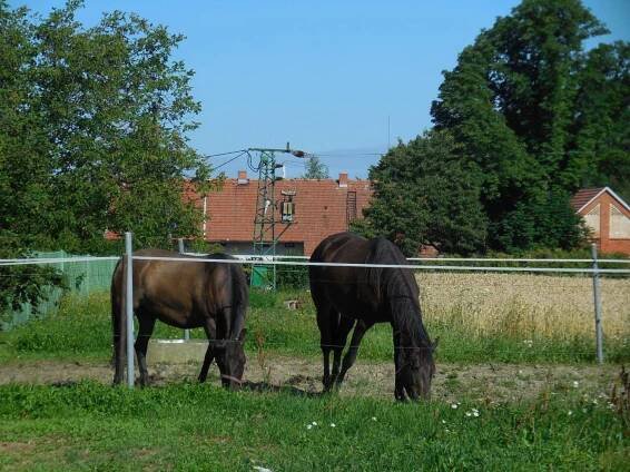 Dvoreček 19.7. Výlet do Borovice - Obec Černilov