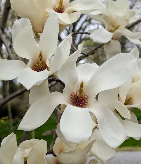 Some of the early season blooms are the big flowers of the magnolia trees. Magnolia is a large genus of about 210 flowering plant species in the subfamily Magnolioideae. It is named after French botanist Pierre Magnol. Growing as large shrubs or trees, they produce showy, fragrant flowers that are white, pink, red, purple or yellow, which may be bowl-shaped or star-shaped.
