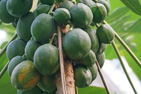 frutos de papaya maduros para cosechar