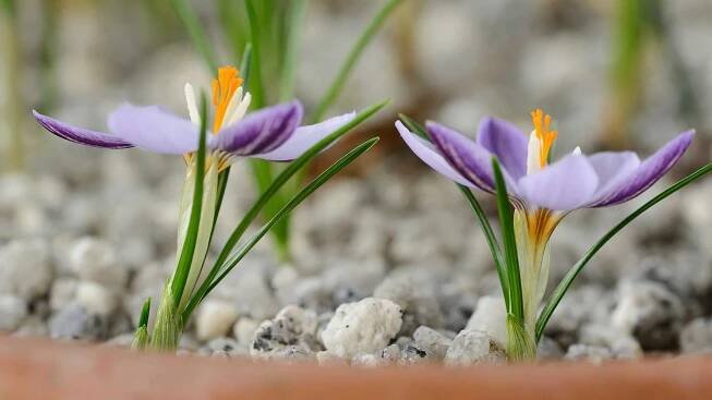 two purple crocus flowers in pot with grit