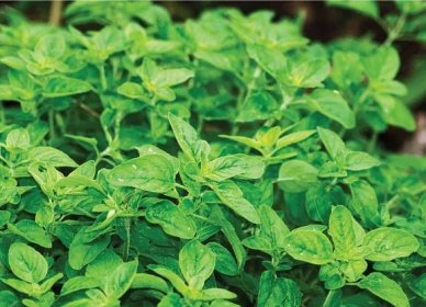 How to Grow Oregano: Planting, Growing, Harvesting, and Storing