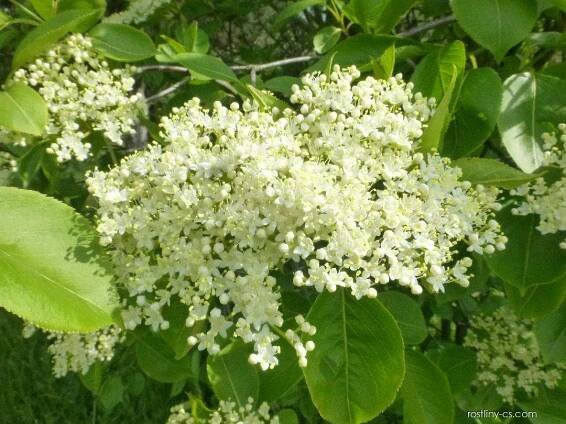 Kalina višňolistá (Viburnum prunifolium), květy, květenství
