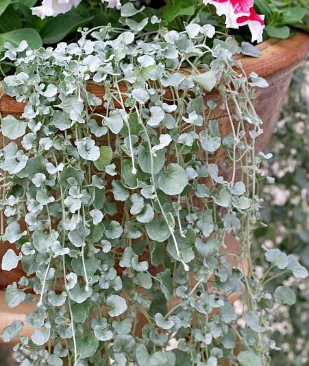 'Silver Falls' dichondra