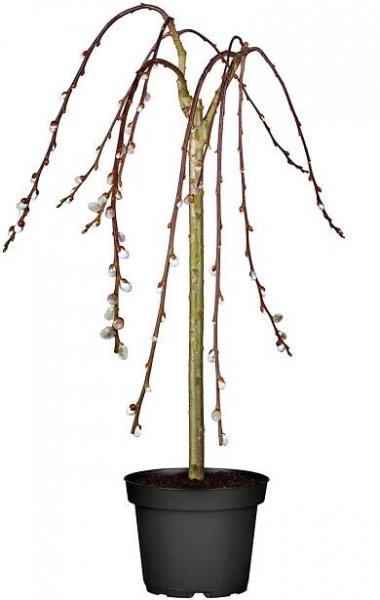Převislá vrba jíva "Pendula" výška cca 50 cm - 60 cm květináč cca 3 l Salix