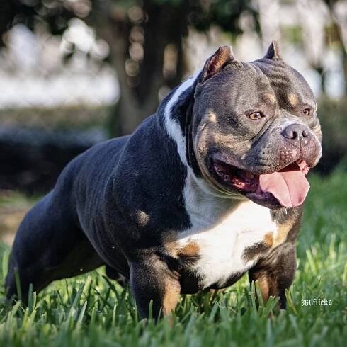 American Bully Puppies | Dawghouse Bullies | Pompano Beach, Florida 