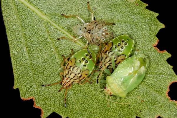 Obrázek - Elasmucha grisea (kněz mateřský) | BioLib.cz