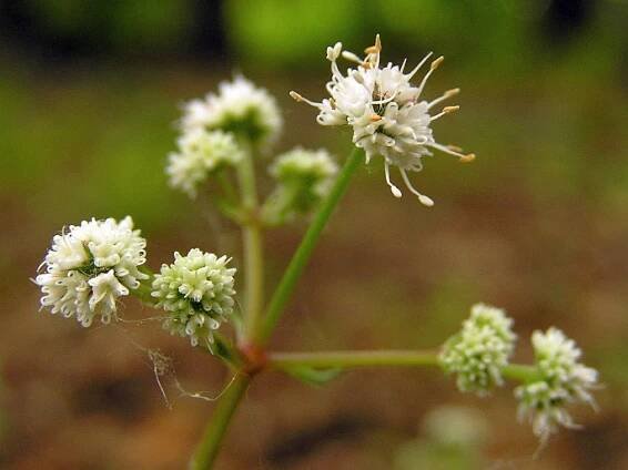 Sanicula europaea