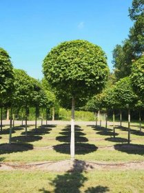 Nursery: Purchase standard trees
