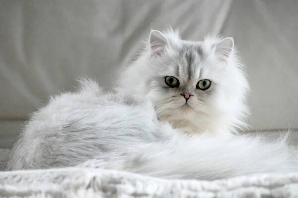 White Persian cat against a white background.