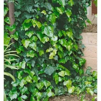 Hedera hibernica 40-60 RP1,6L