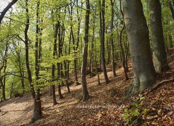 Wälder – Naturfoto Willner