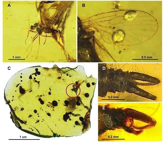 Moth flies and sand flies (Diptera: Psychodidae) in Cretaceous Burmese amber