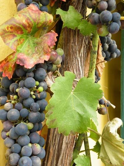 Réva vinná, Vitis vinifera Regent, velikost kontejneru 2 l