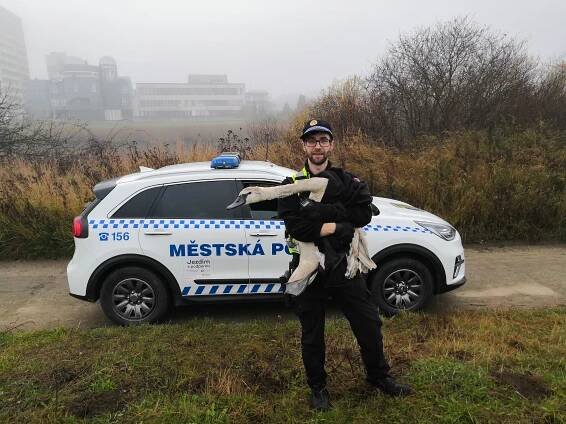 11.11.2022 - Dvě labutě u KFC: Město Tábor - oficiální webové stránky
