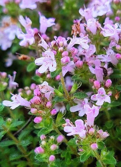Mateřídouška ´PINK CHINTZ´ kont. 0,5 l | Lumigreen.cz