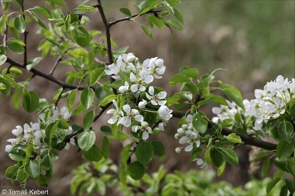 Pyrus pyraster – hrušeň polnička