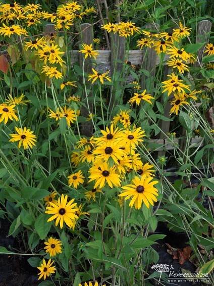 Rudbeckia fulgida var. deamii | Perenniculum