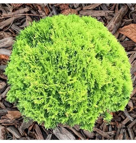 Thuja occ. 'Mirjam' (R) 20-30