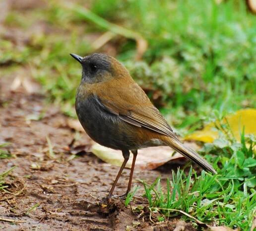 Black-billed nightingale-thrush