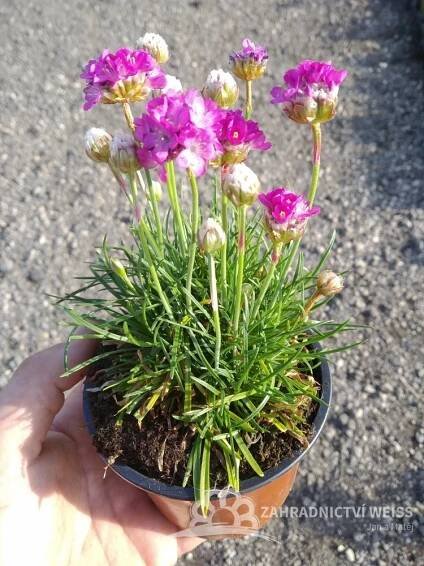 ARMERIA MARITIMA - TRÁVNIČKA PŘÍMOŘSKÁ FIALOVÁ
