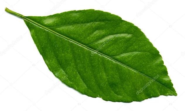 Lemon leaf — Stock Photo © brankavv #3406446