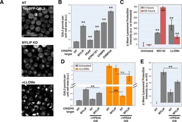 Impairment of lipid homeostasis causes lysosomal accumulation of endogenous protein aggregates through ESCRT disruption