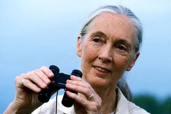 How staying home helped Jane Goodall reach more people than ever - Los Angeles Times
