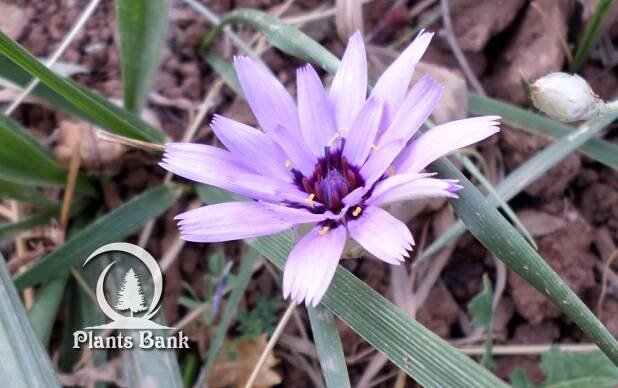 Catananche caerulea