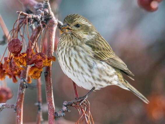  - Purple Finch