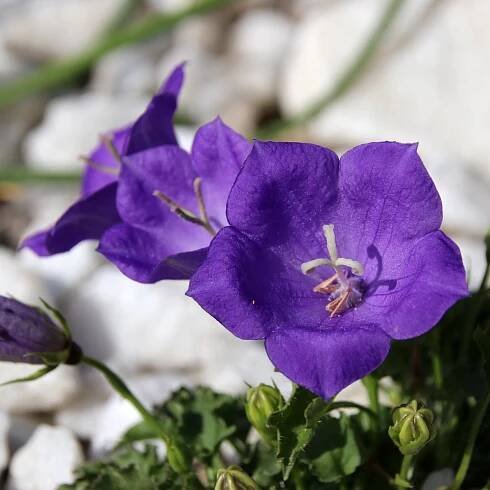 Campanula carpatica "Pearl Deep Blue"