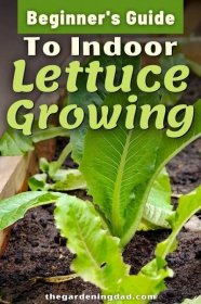 Romaine Lettuce Growing, Growing Lettuce Indoors, Growing Vegetables Indoors, Indoor Vegetables, Growing Plants, Grow Lettuce, Vegetables Garden, Growing Greens, Food Garden