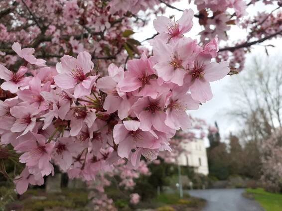 Arboretum na Opavsku je teď hitem. Není divu! Neuvěříte, co všechno už kvete