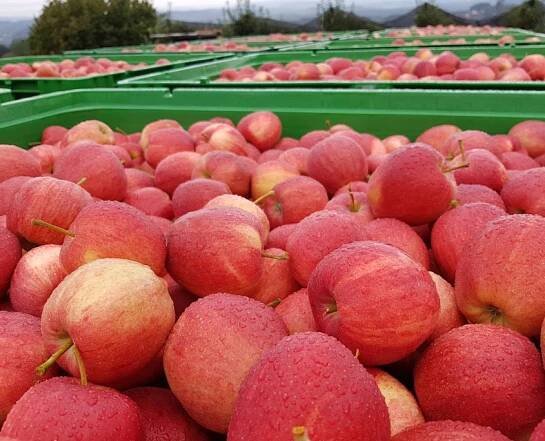 Obstbau Knaller Galaernte 2018