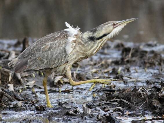  - American Bittern