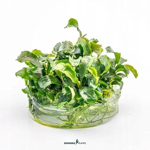 BUCEPHALANDRA PYGMAEA "BUKIT KELAM" in vitro Dennerle Minimální výška 2 cm