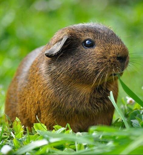 A brown mammal eating grass 