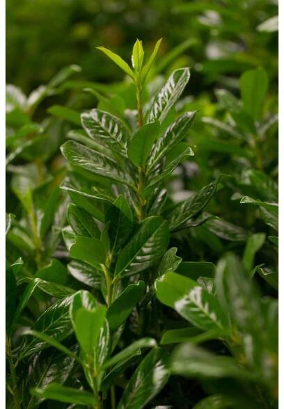 GROW by OBI Bobkovišeň lékařská (Prunus laurocerasus) "Novita" bílá 50-60 cm 5 l