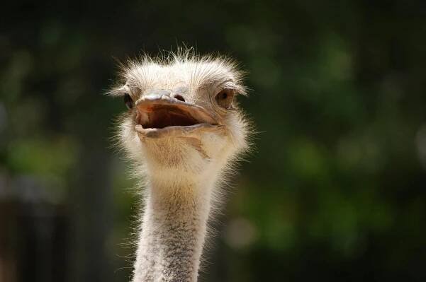 Free A lively close-up of an ostrich at the Barcelona Zoo, highlighting its curious expression in sunny conditions. Stock Photo