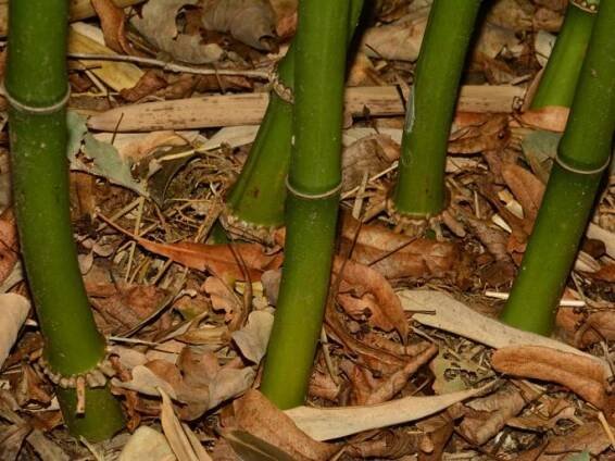 Phyllostachys aureosulcata ´Alata´